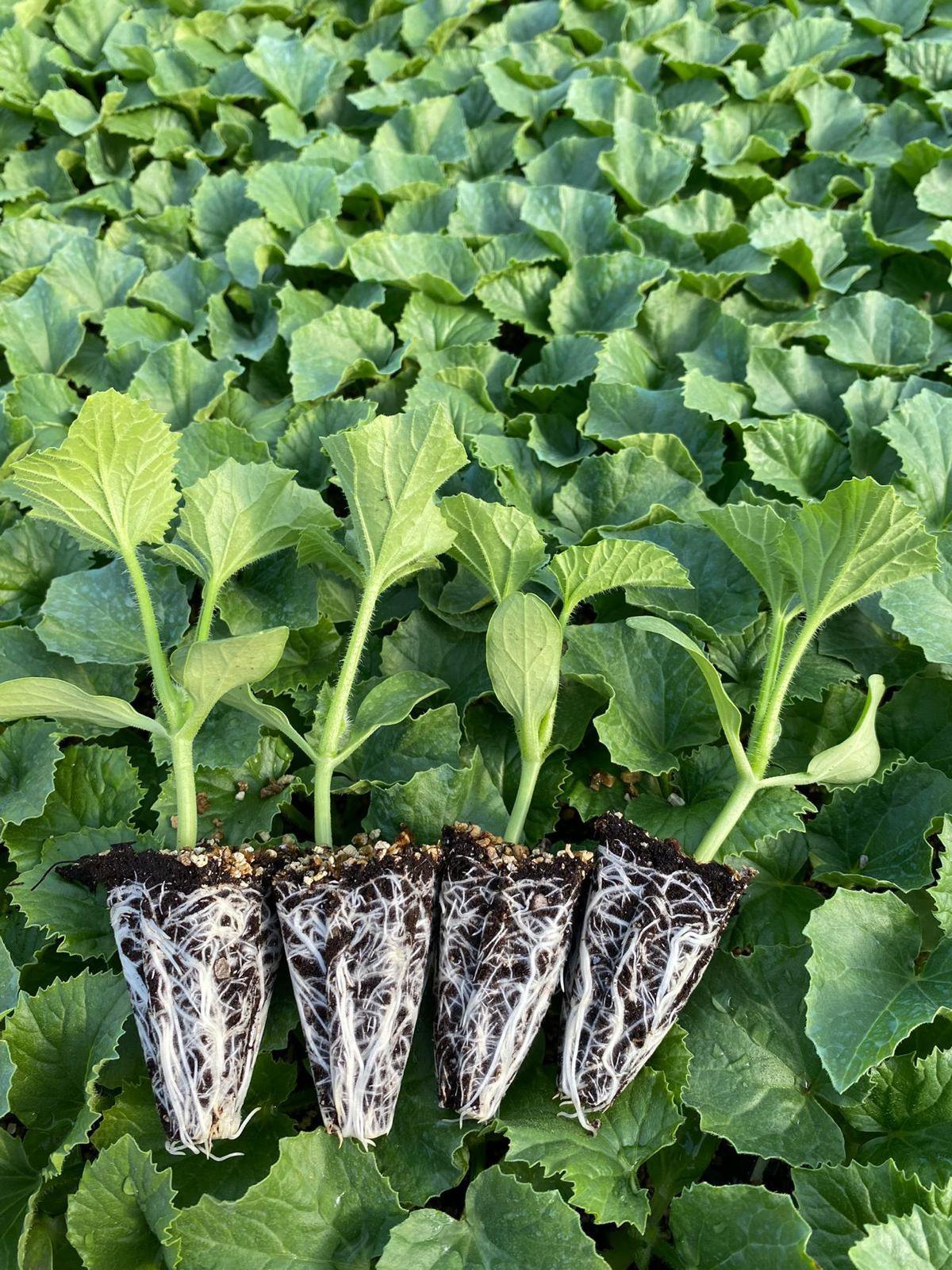 Kalite Standartları ve Üretim Süreci